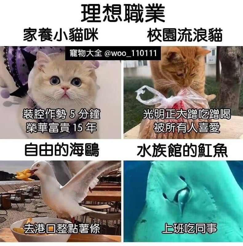 怀念乱叫bot版🏳️-霜风bot (@wind_aremod)