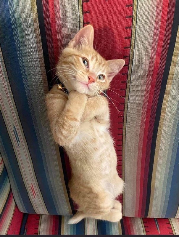 Why you should have a cat (@ShouldHaveCat)
