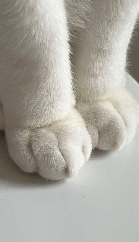 cat with confusing auras (@cat_auras)