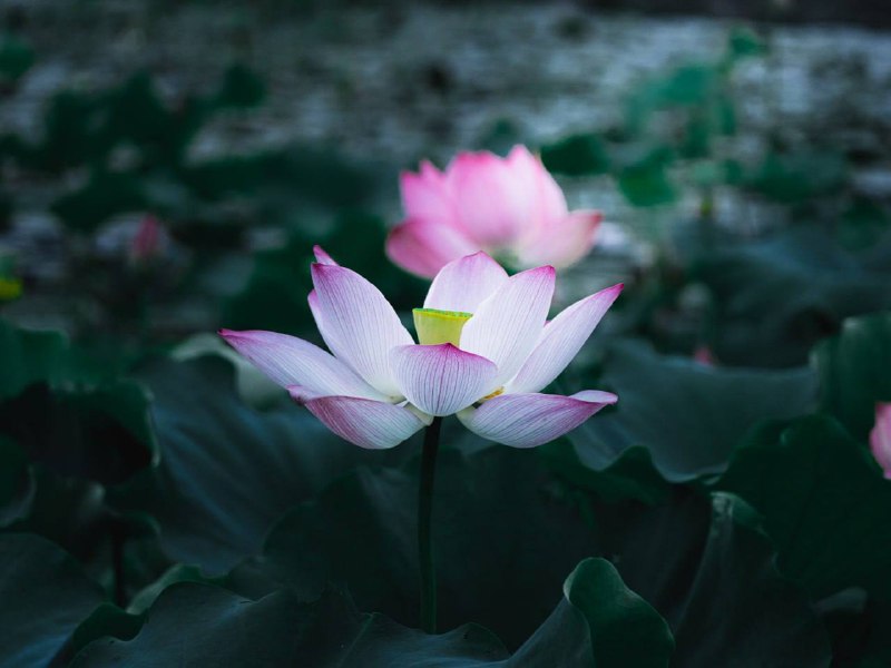 #光与影 袁隆平博物馆前