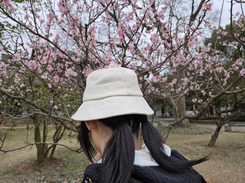 今日在梅花山梅花是路上拾的