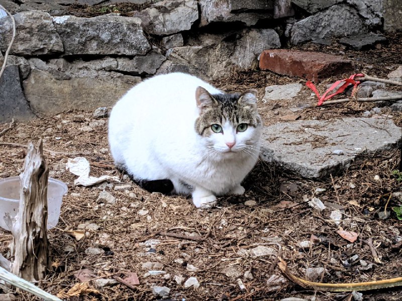 今日 #猫猫