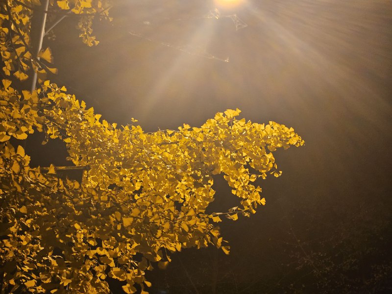 银杏树下面两只猫猫银杏树下面两只猫猫