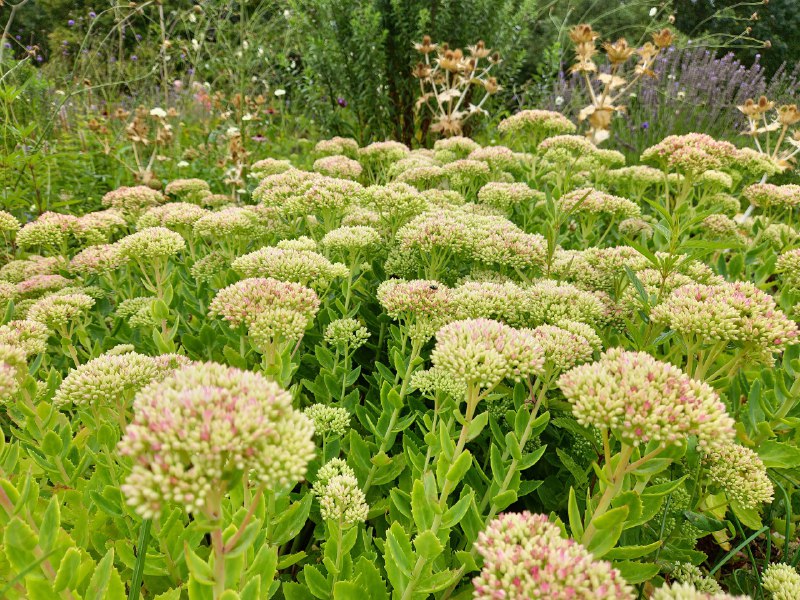 剑桥大学植物园大门有点难找门票£8剑桥大学植物园大门有点难找门票£8