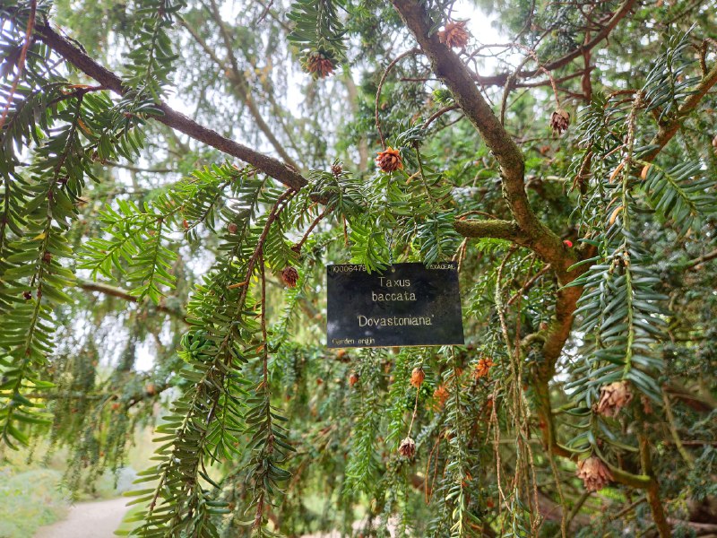 剑桥大学植物园大门有点难找门票£8剑桥大学植物园大门有点难找门票£8