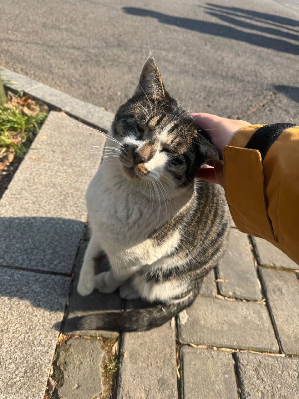 学校里啥都很坏，只有猫好学校里啥都很坏，只有猫好