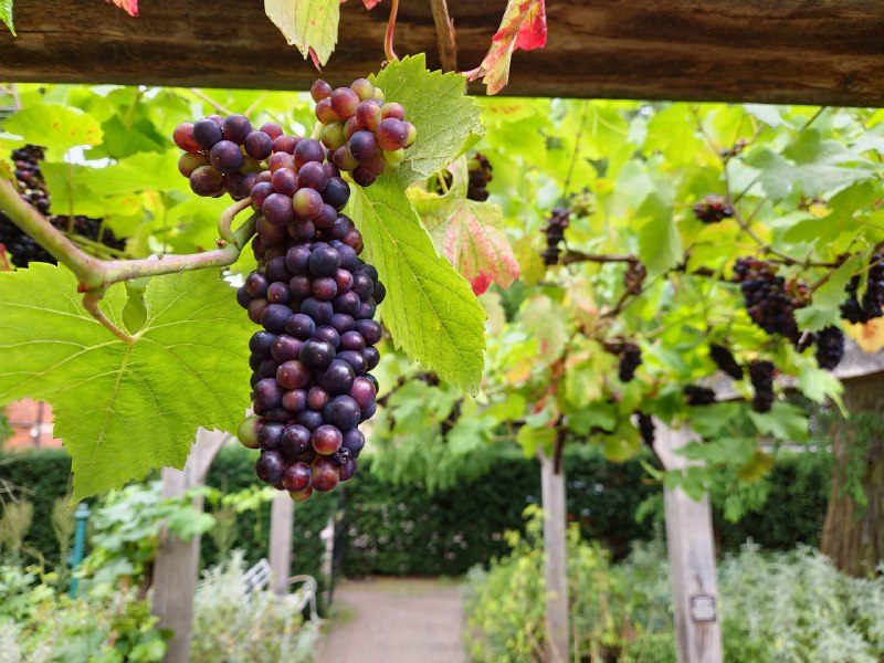 剑桥大学植物园大门有点难找门票£8剑桥大学植物园大门有点难找门票£8