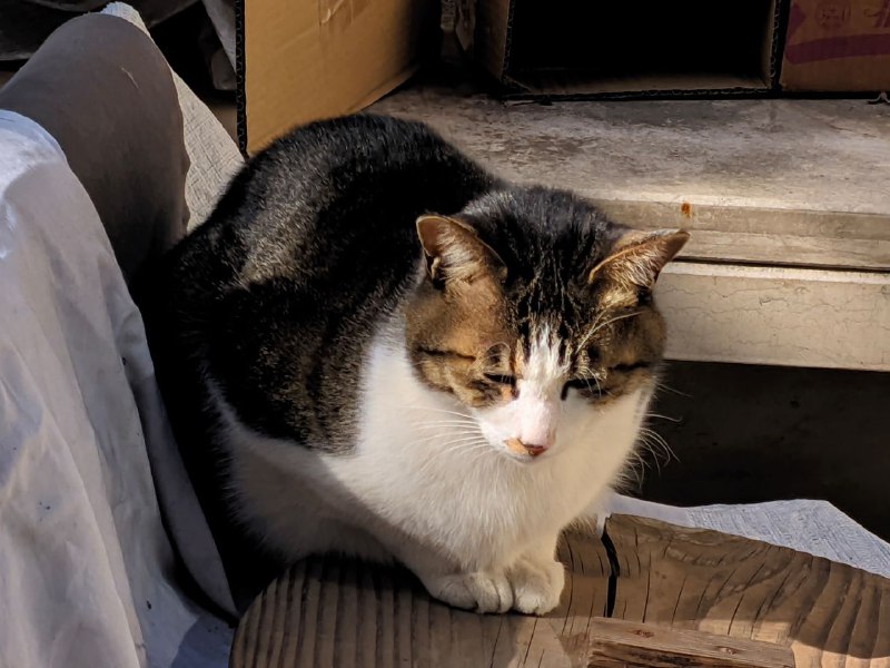 一只在阳光下犯困的屑狸花#猫猫