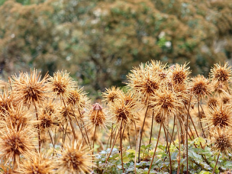 剑桥大学植物园大门有点难找门票£8剑桥大学植物园大门有点难找门票£8