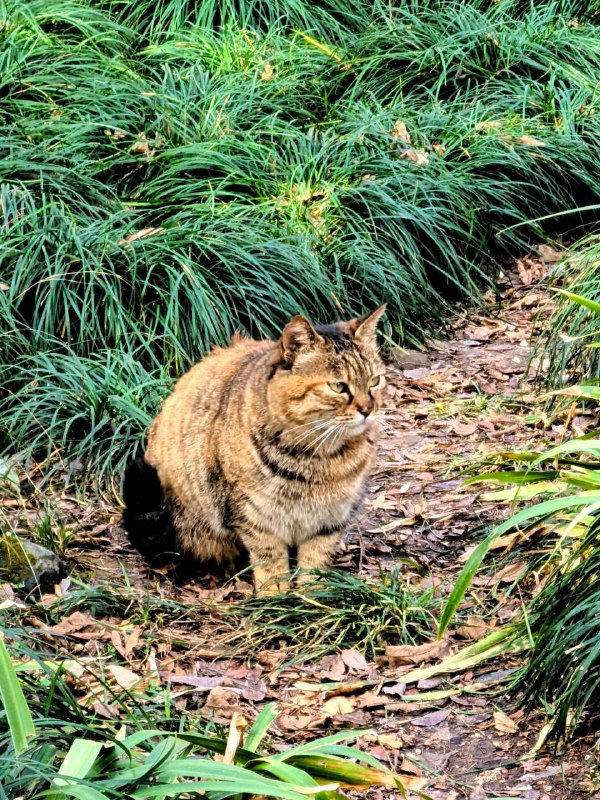 #图库 #猫猫#图库 #猫猫