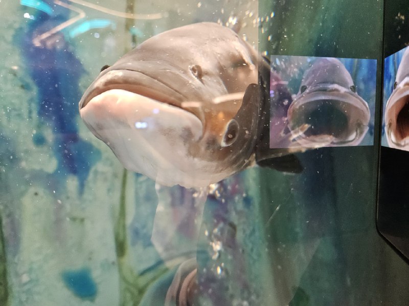 生鱼忧患，死鱼安乐