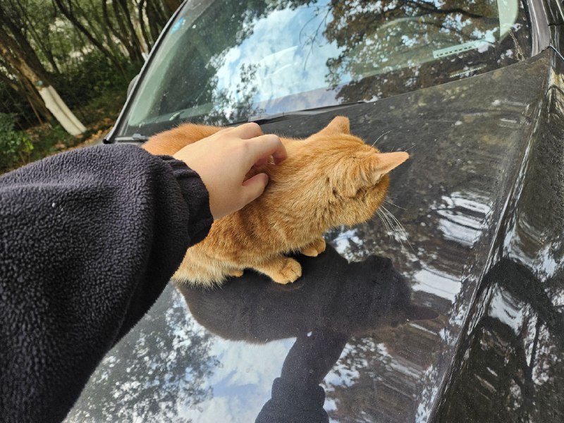 美好的一天从rua猫猫开始