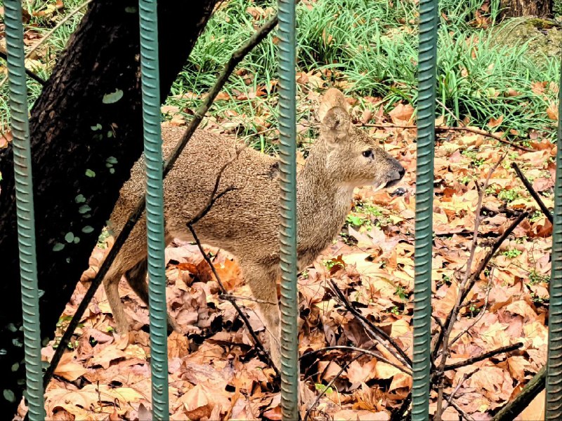 有幸遇到了一只小鹿（后来被狗狗吓走了）