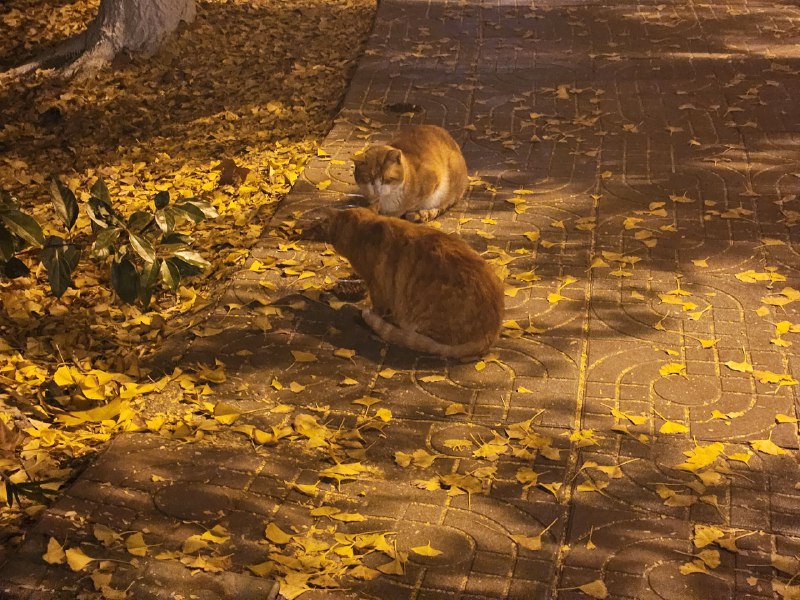 银杏树下面两只猫猫银杏树下面两只猫猫