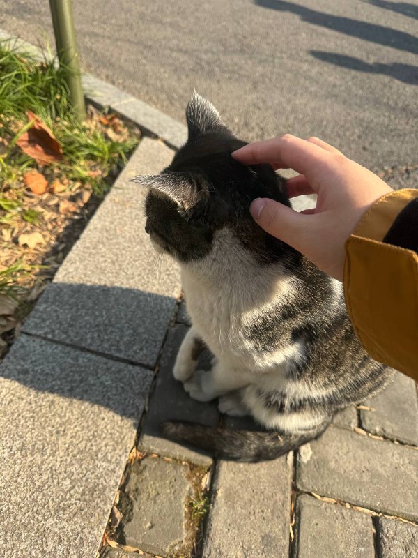 学校里啥都很坏，只有猫好学校里啥都很坏，只有猫好